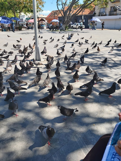 Dirección, horario, teléfono y opiniones de Notaría 5 en Ciudad del Carmen