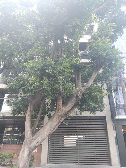 Dirección, horario, teléfono y opiniones de Notaría 7 en Miguel Hidalgo